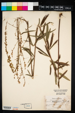 Desmodium sessilifolium image