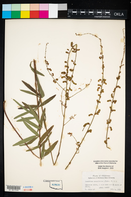 Desmodium sessilifolium image