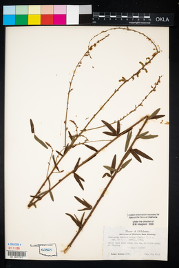 Desmodium sessilifolium image