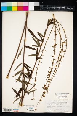 Desmodium sessilifolium image