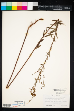 Desmodium sessilifolium image