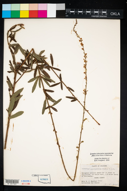 Desmodium sessilifolium image