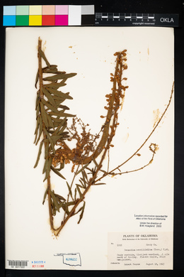 Desmodium sessilifolium image