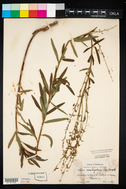 Desmodium sessilifolium image