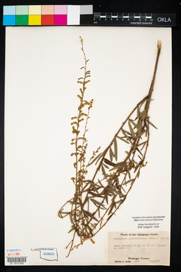 Desmodium sessilifolium image