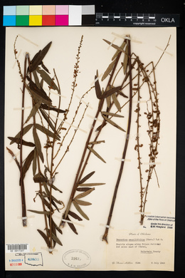 Desmodium sessilifolium image