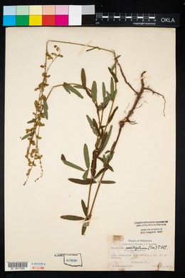 Desmodium sessilifolium image