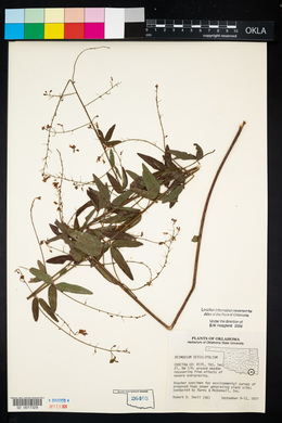 Desmodium sessilifolium image