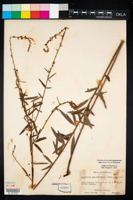 Desmodium sessilifolium image