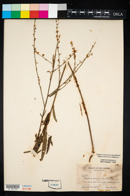 Desmodium sessilifolium image