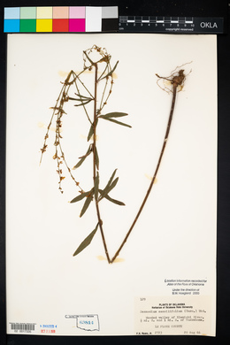 Desmodium sessilifolium image