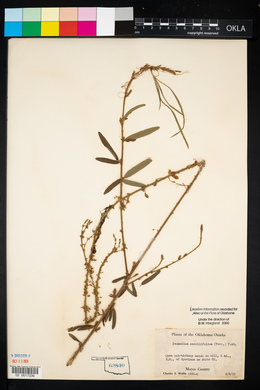 Desmodium sessilifolium image