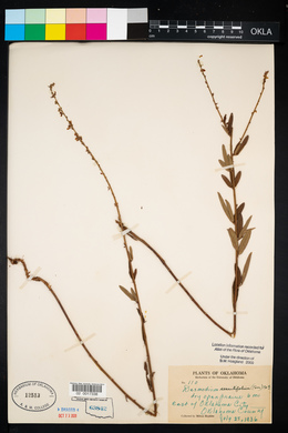 Desmodium sessilifolium image