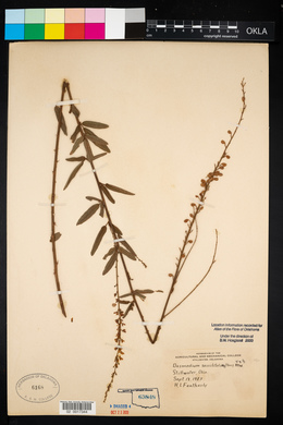 Desmodium sessilifolium image