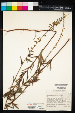 Desmodium sessilifolium image