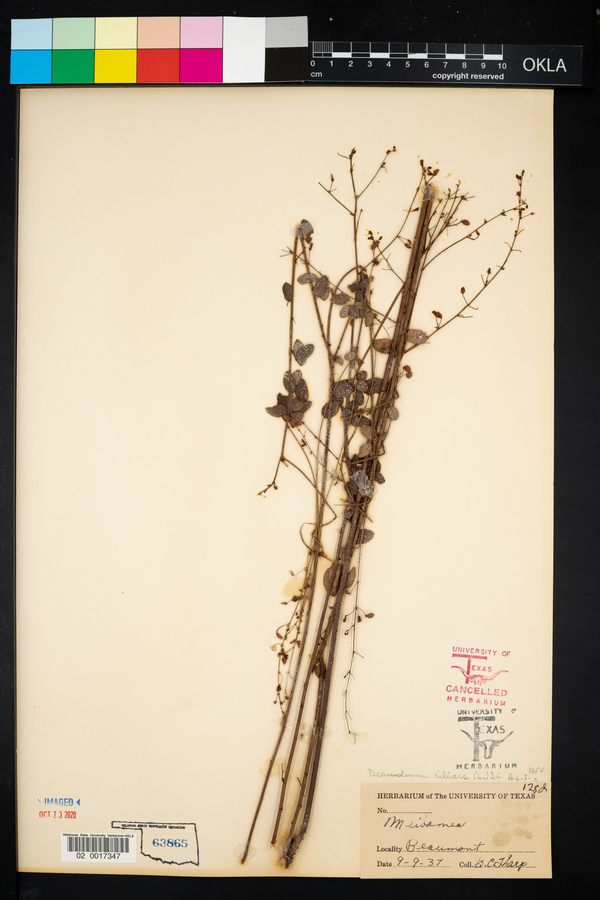 Desmodium ciliare image
