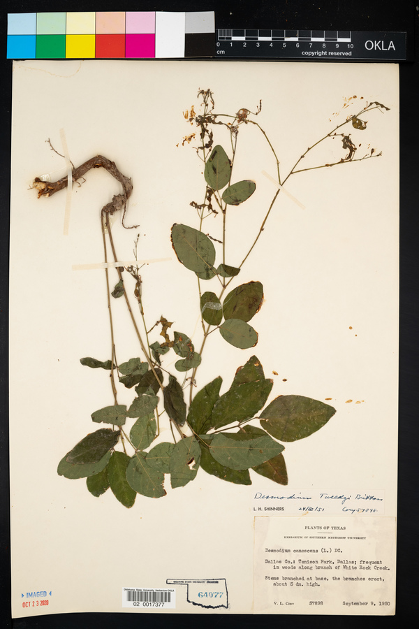 Desmodium tweedyi image