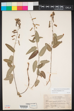 Desmodium psilophyllum image