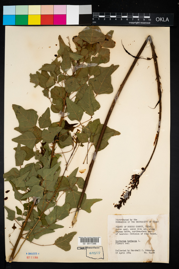 Erythrina herbacea image