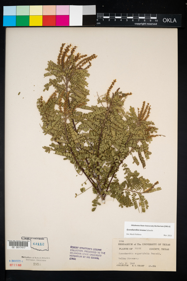 Eysenhardtia texana image