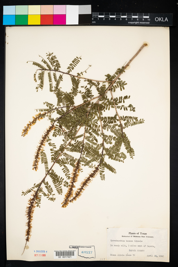 Eysenhardtia texana image