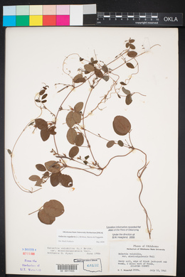 Galactia regularis image