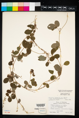 Galactia regularis image