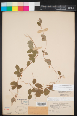 Galactia regularis image