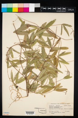 Image of Galactia longifolia