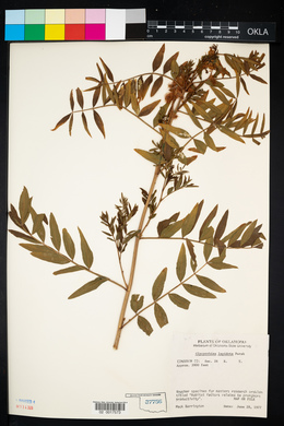 Glycyrrhiza lepidota image