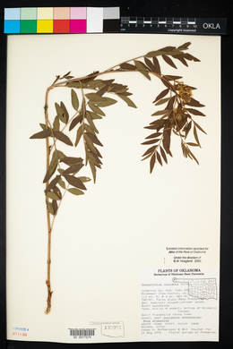 Glycyrrhiza lepidota image