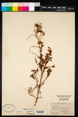 Glycyrrhiza lepidota image