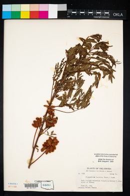 Glycyrrhiza lepidota image