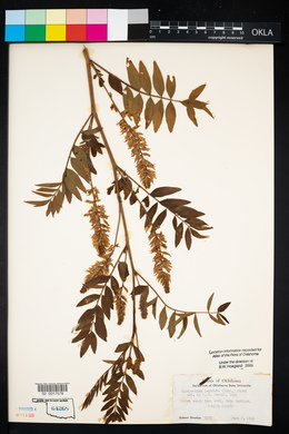 Glycyrrhiza lepidota image