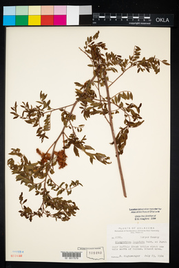 Glycyrrhiza lepidota image