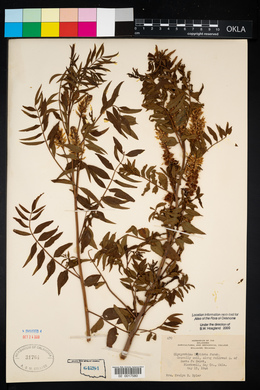 Glycyrrhiza lepidota image