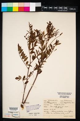 Glycyrrhiza lepidota image