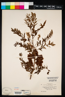 Glycyrrhiza lepidota image