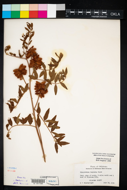 Glycyrrhiza lepidota image