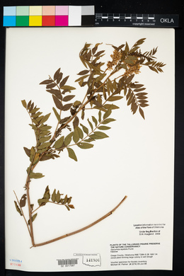 Glycyrrhiza lepidota image