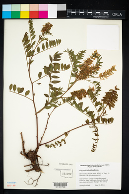 Glycyrrhiza lepidota image