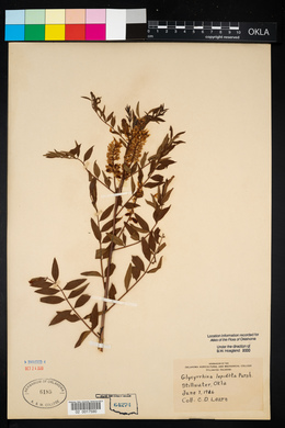 Glycyrrhiza lepidota image