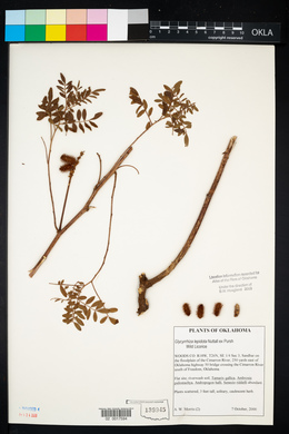 Glycyrrhiza lepidota image