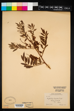 Glycyrrhiza lepidota image