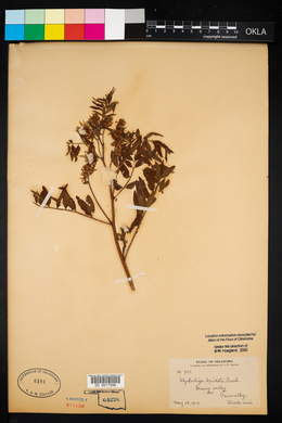 Glycyrrhiza lepidota image