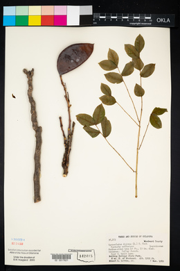 Gymnocladus dioicus image