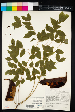 Gymnocladus dioicus image