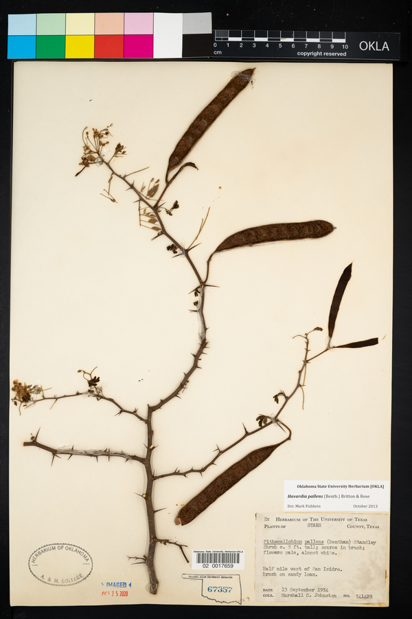 Havardia pallens image