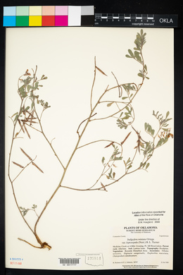 Indigofera miniata image