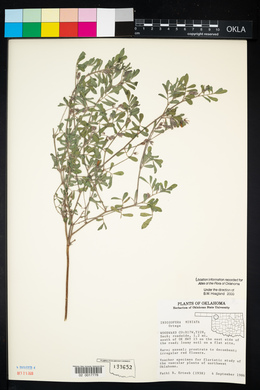 Indigofera miniata image